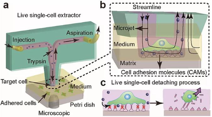 圖1. 基于微流控芯片的單細胞提取與原位分析技術。