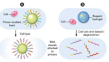 液滴測序（DROP-SEQ）