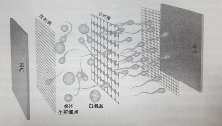 精子優選