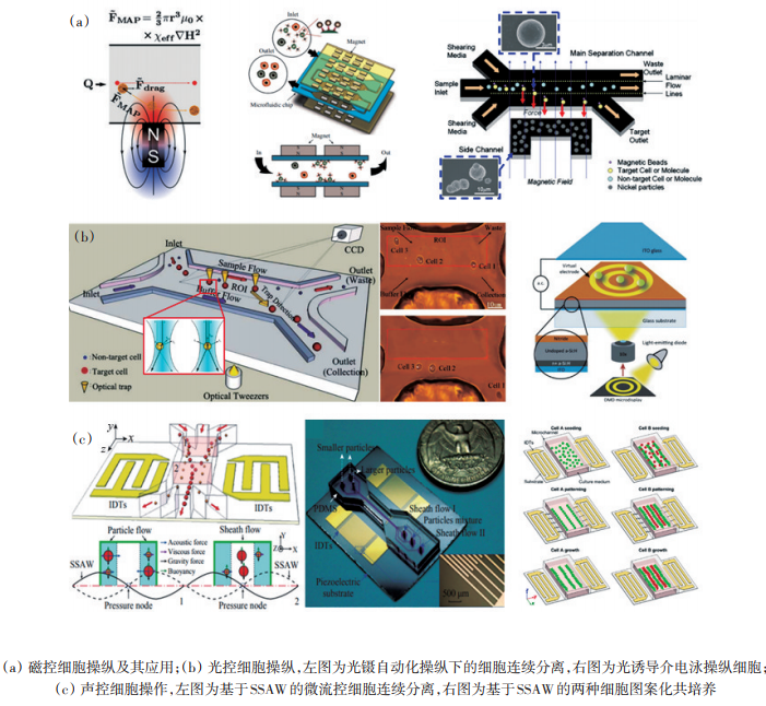 圖4磁、光、聲控細胞操縱