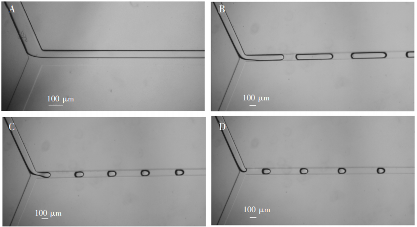 圖3(A)0彎折通道形成兩相流;(B)4彎折通道形成長液柱;(C)8彎折通道，液滴大小接近通道寬度;(D)12彎折通道，液滴大小接近通道寬度，但穩定時間較長