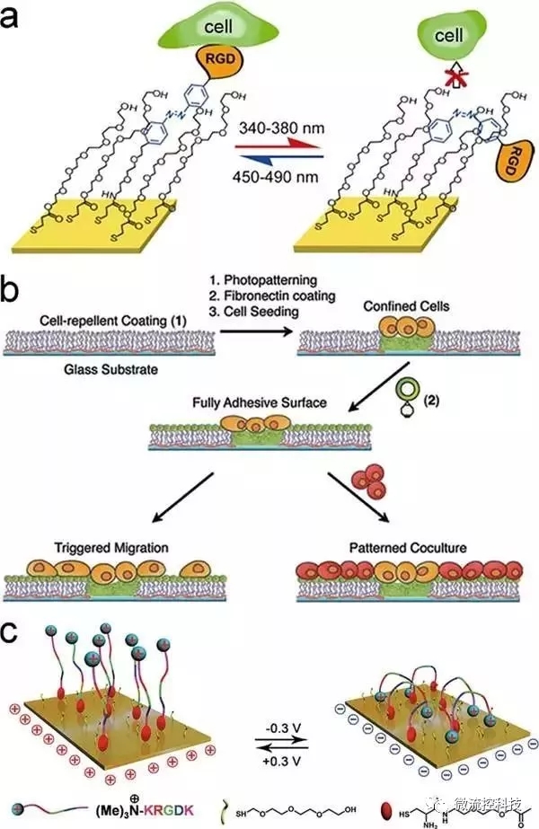 Figure 3.光或電誘導的細胞粘附。
