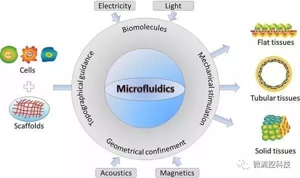 Figure 1.利用微流控芯片“合成”組織示意圖