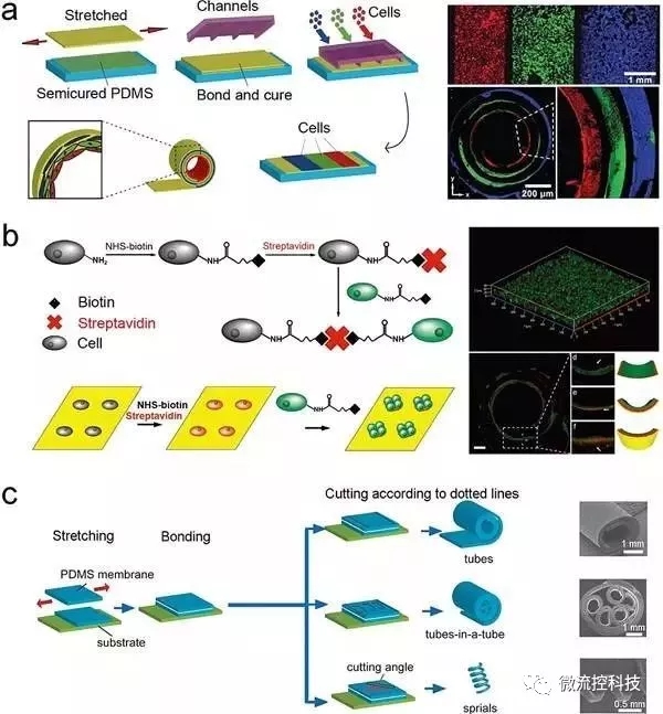 圖5.通過應力誘導自卷曲膜（SIRM）來合成管狀組織結構