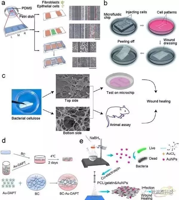 圖7.基于微流控芯片的傷口愈合模型和傷口敷料篩選。