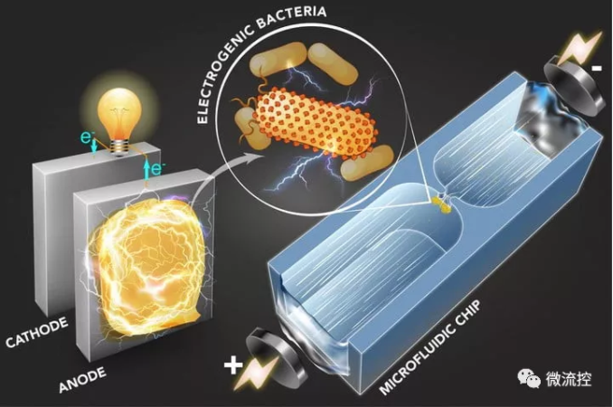 使用新的微流體過程篩選的微生物可用于發電或環境清理